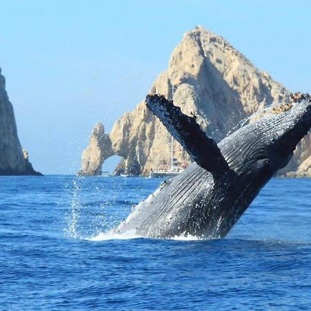 Best Location In Medano Beach -Marina Sol Lrg 2 Bed Steps To Beach, Downtown & Marina Cabo San Lucas Extérieur photo