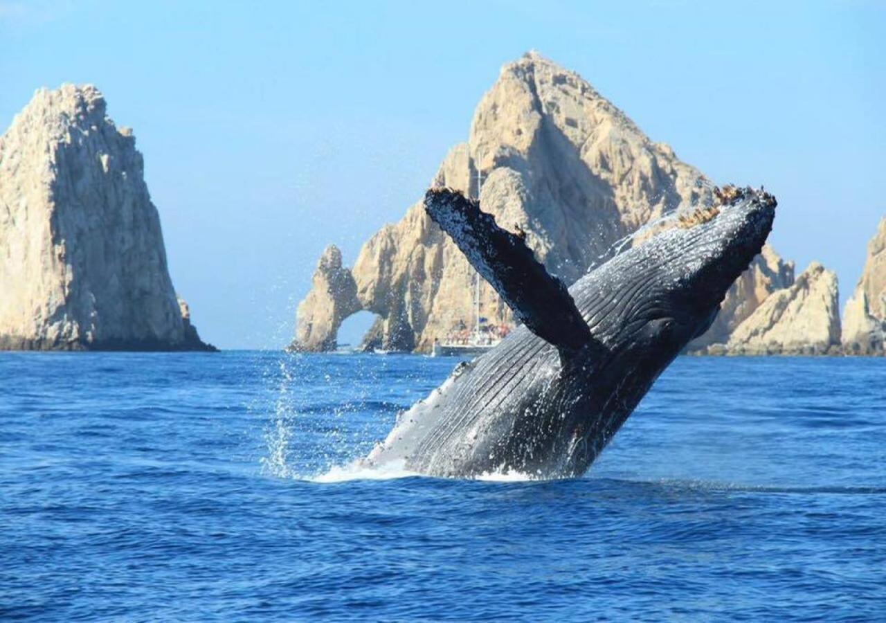 Best Location In Medano Beach -Marina Sol Lrg 2 Bed Steps To Beach, Downtown & Marina Cabo San Lucas Extérieur photo